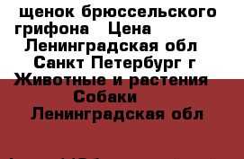 щенок брюссельского грифона › Цена ­ 20 000 - Ленинградская обл., Санкт-Петербург г. Животные и растения » Собаки   . Ленинградская обл.